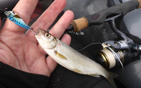 strømskalle ringkøbing fjord