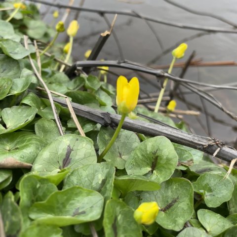 Foråret spirer i ådalen