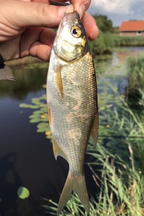 skalle damfiskeri majs fiskeri medefiskeri