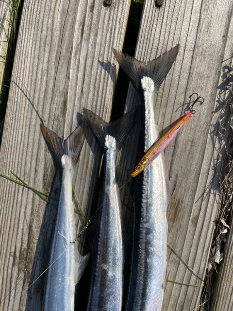 Hornfisk på gennemløbsblink fra Savage Gear