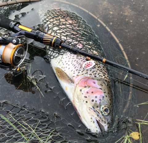 regnbueørred mepps spinner kærshovedgård vinderfisk