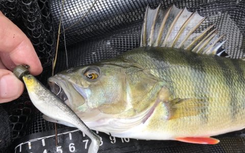 westin shad teez aborre perch barsch ringkøbing havn