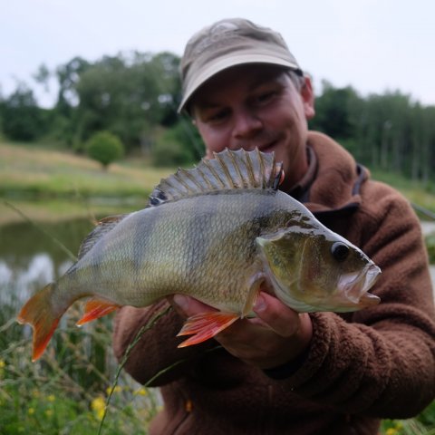 Perca fluviatilis - FiskeFoto.dk med turens første aborre