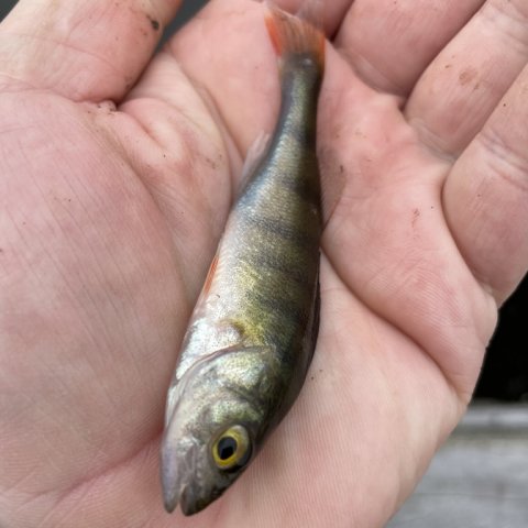 De mellemstore aborrer jagede de små