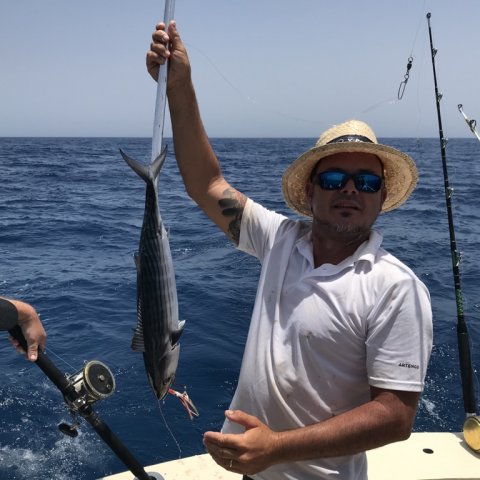 Rygstribet pelamide eller Bonito