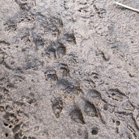 odder vandløb hover å