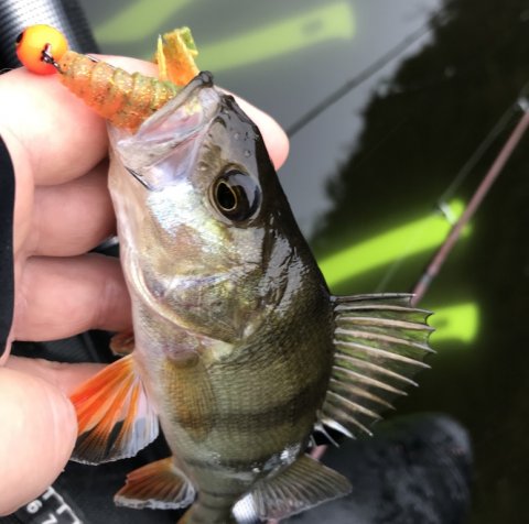 aborre perca fluviatilis