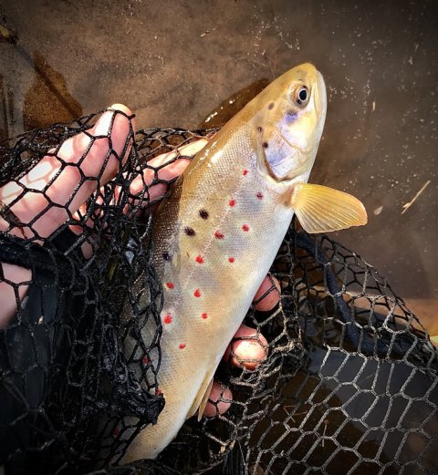 bækørred brown trout bachforelle