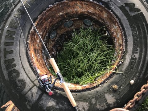 Shimano speedmaster spinnefiskeri