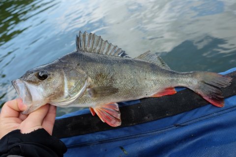 store striber kæmpe aborre flydering