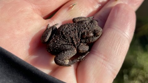 Tudse - det milde efterår giver liv i ådalen