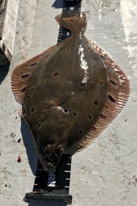 skrubbe rødspætte langelandsbæltet fiskeri felix