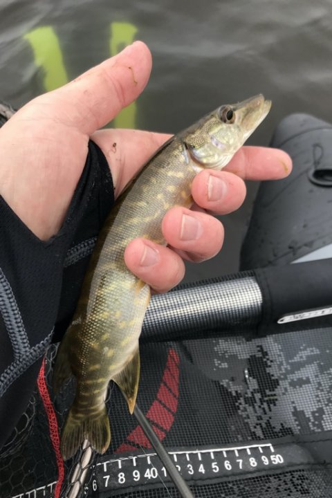 gedde flydering lystfiskeri high rider 170