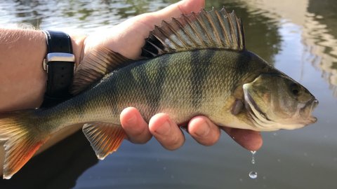 aborre texasrig perch barsch vonå vestjylland fiskeri angeln