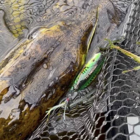 Stor gedde på aborre-agnen 