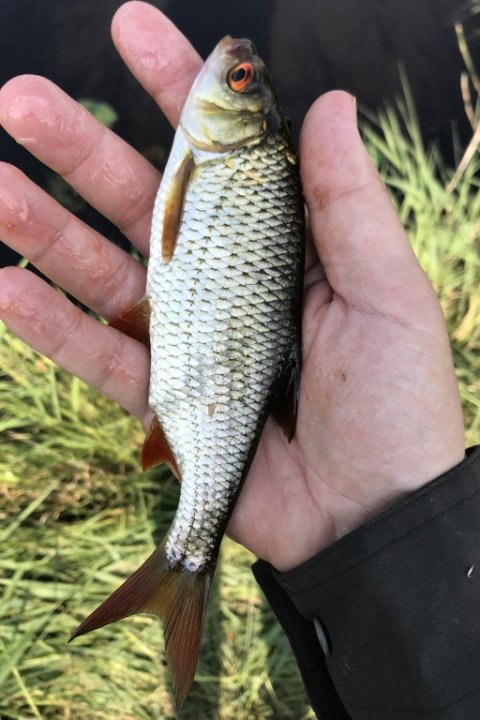 skalle brasen rudskalle medefiskeri majs flåd prop