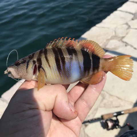 painted comber sivota harbour fishing angeln greece