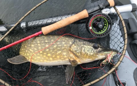 gedde pike hecht Vestjylland Borbjerg flydering floattube