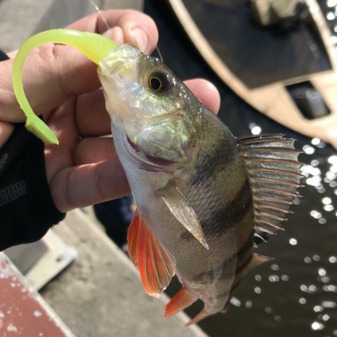 aborre vonå drop9 high5lures