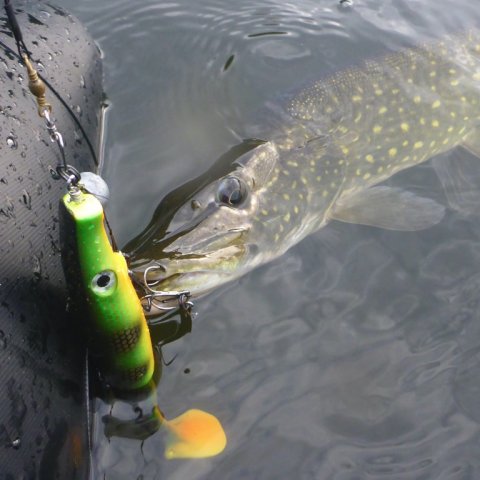 gedde premiere pigshad highrider flydering