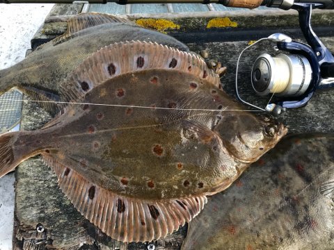 rødspætte fiskeri langelandsbæltet ising skrubbe felix