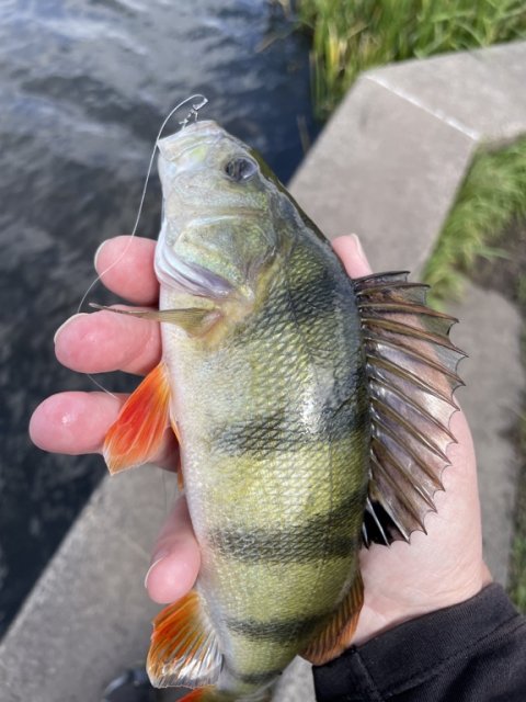 Flotte vestjyske striber - Perca fluviatilis from Western Wetlands