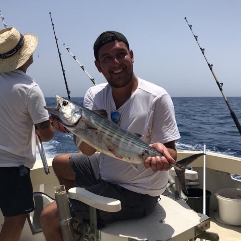 Glad skotte med Bonito