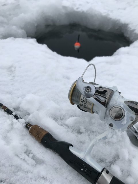 isfiskeri loch nees put and take regnbueørred