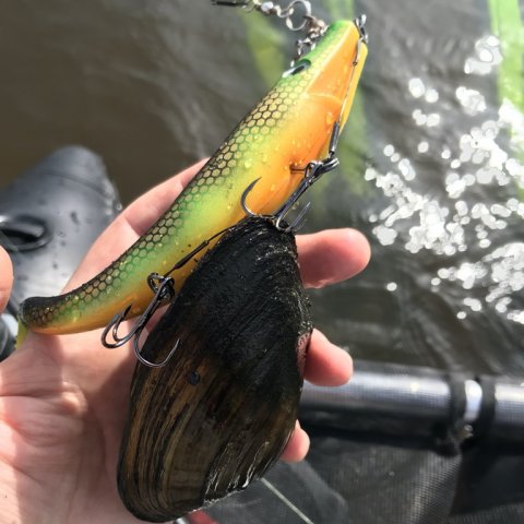 pigshad jr geddefiskeri esox