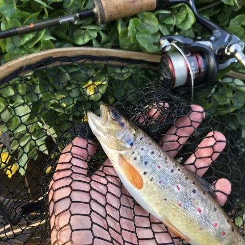 hover å bækørred visit vestjylland fiskeri