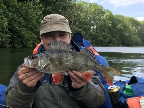 fiskefoto.dk geddefangst esox lucius
