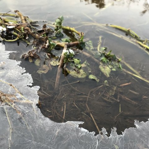 hover å lystfiskeri vestjylland laks havørred bækørred