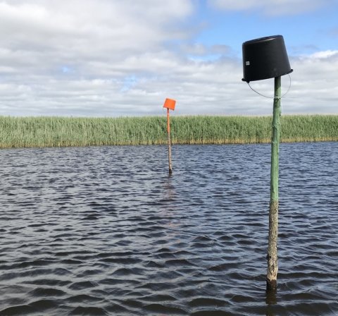 ringkøbing fjord aborre gedde vestjylland lystfiskeri