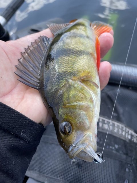 Flere flotte striber fra hedesøen ved Herning
