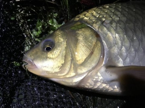 karusse karpe hybrid natfiskeri medefiskeri