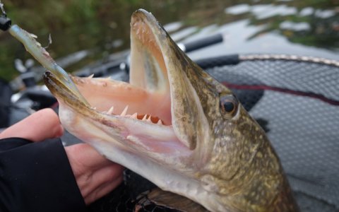 Madam Skarptand - geddekæft med imponerende bisser