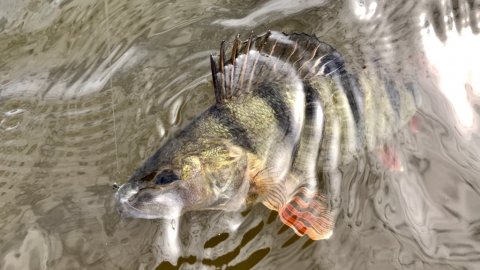 aborre vonå high5lures