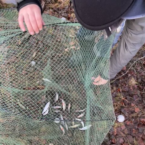 Agnruse med agnfisk til gedderne!