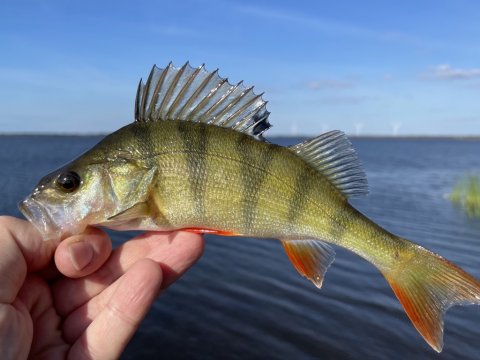 Perca fluviatilis - aborre kroget på sin jagt efter årets yngel af skaller og rudskaller