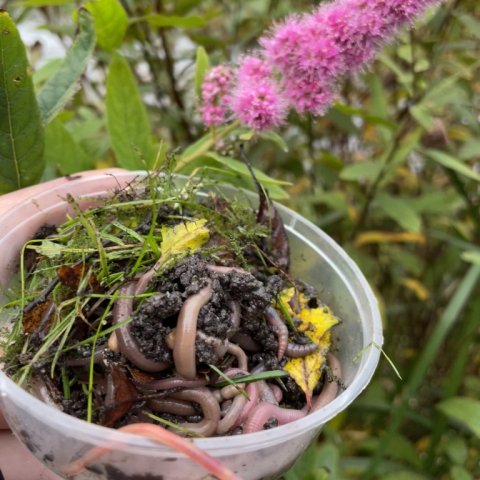 Ormebøtten er fuld - og beredt til en tur i ådalen