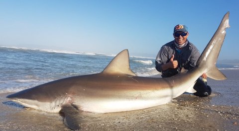 bronze whaler shark kobberhaj trofæfisk MMM cape town fishing adventures false bay