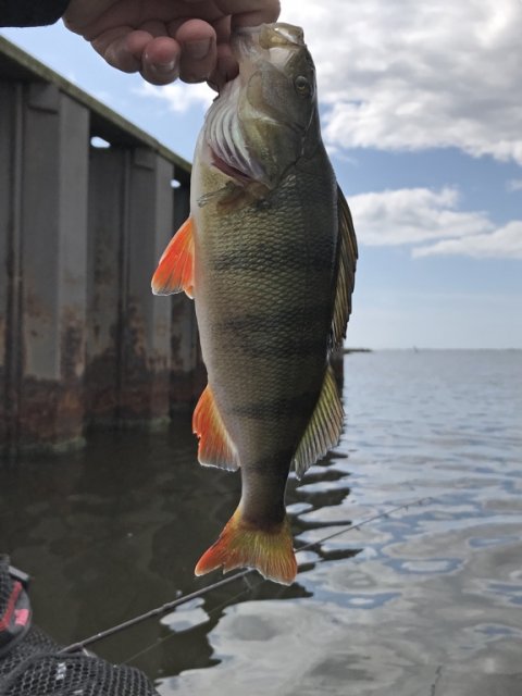 aborre barsch vestjylland ringkøbing havn