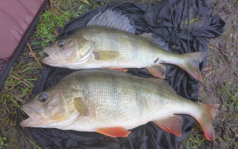 aborre medefiskeri agnfisk