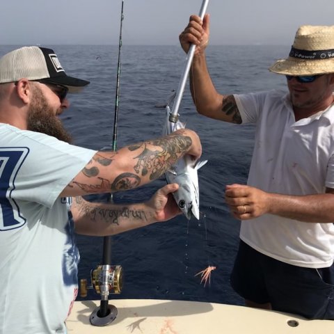 Endnu en Skipjack Tuna - bugstribet bonnit