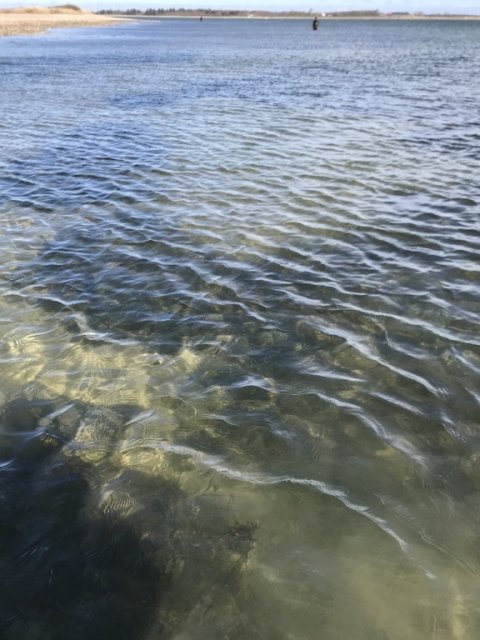 ålegræs leopardbund hotspot