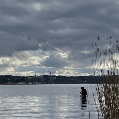 Eftermiddagsfiskeriet efter havørred