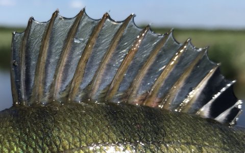aborre perch barsch vonå vestjylland dropshot westin bloodteez