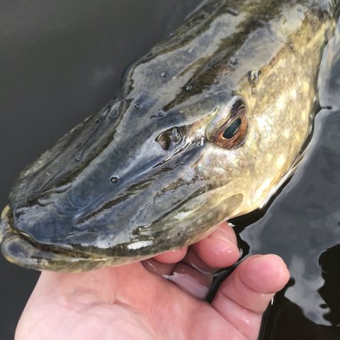 Borbjerg møllesø gedde fiskeri pigshad jr