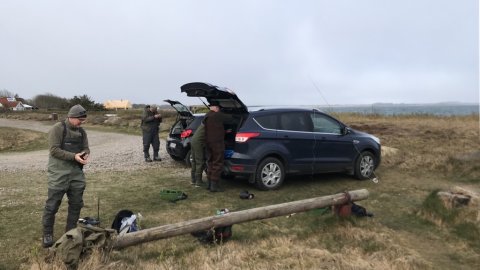 Jegindø limfjorden havørred