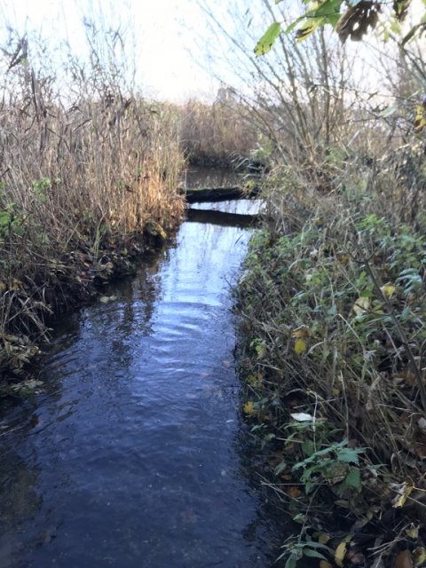 Vive Møllebæk halvårsfredning